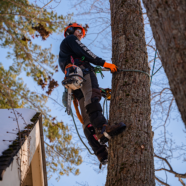 Tree Climbing Kawartha Lakes ON