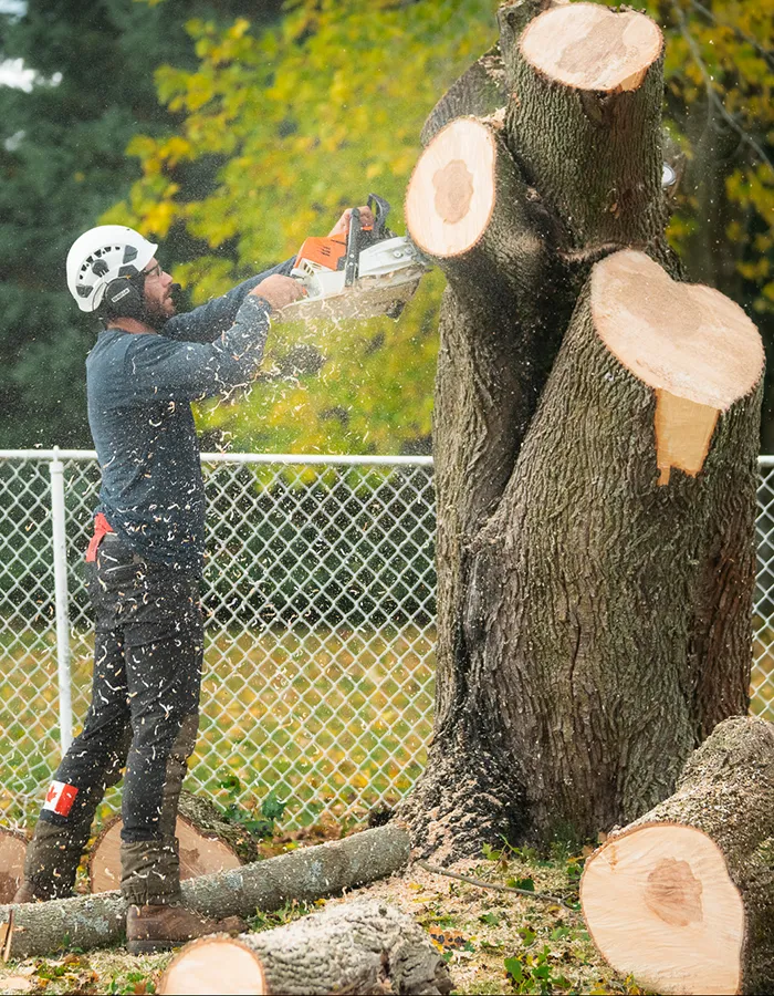 Emergency Tree Services
