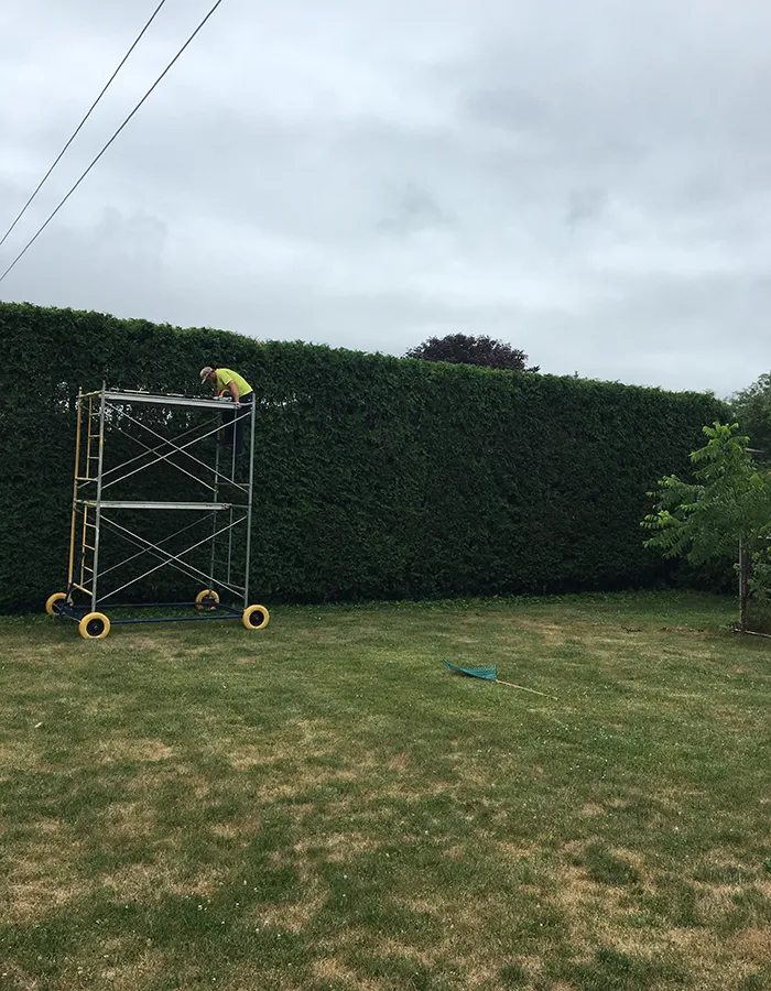 Hedge Trimming Service
