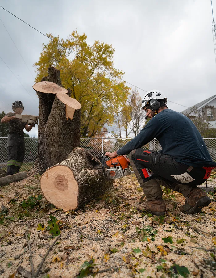 Tree Removal Service