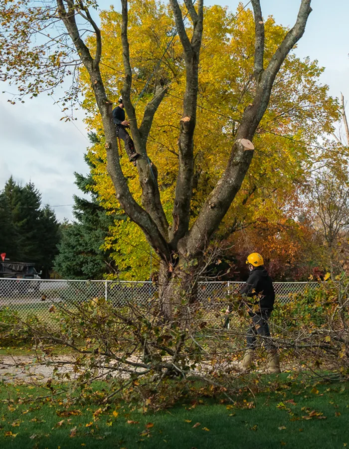Tree service In Kawartha Lakes